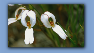 1993_WA_D05-17-11_Kuheuter (Stylidium schoenoides).jpg